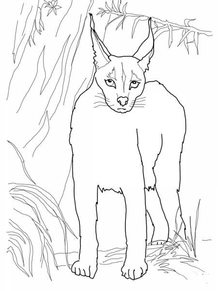 Desert Lynx Caracal coloring page image