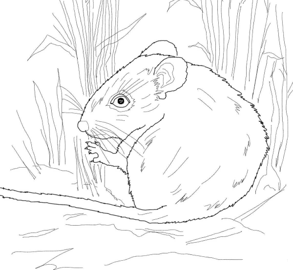Desert Mouse coloring page image