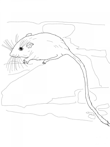 Desert Pocket Mouse coloring page image