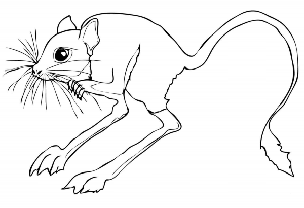 Desert Rodent Jerboa coloring page image