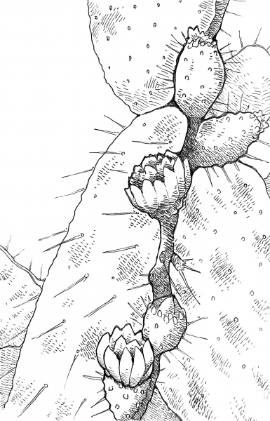 Desert Rose Cactus coloring page image
