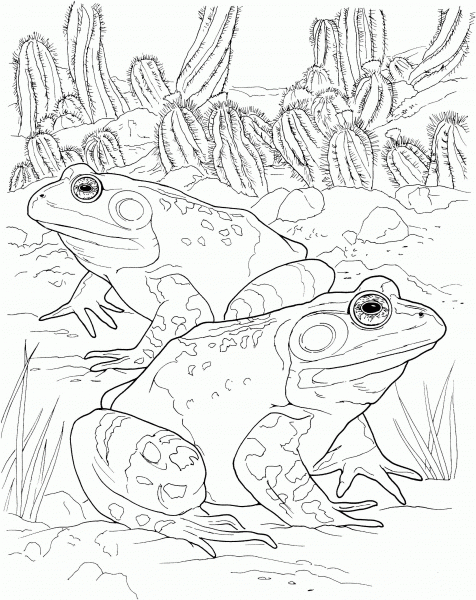 Desert Toads coloring page image