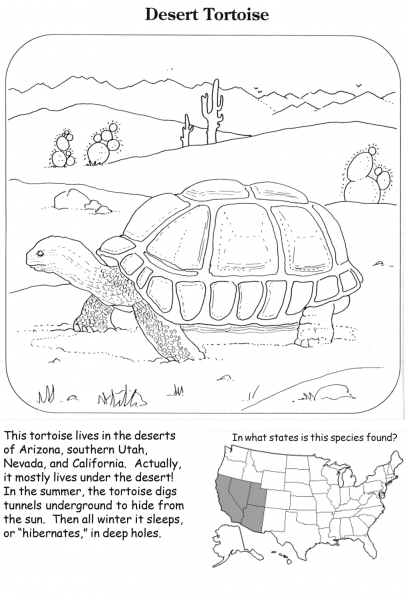 Desert Tortoise coloring page image