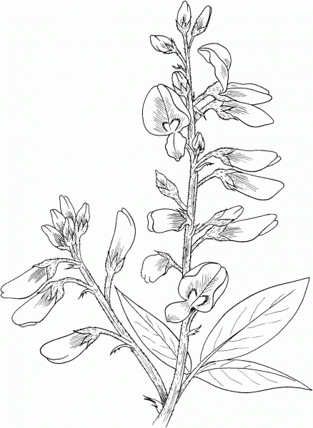 Desmodium canadense coloring page image
