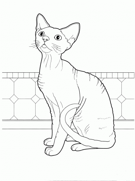 Devon Rex  coloring page image