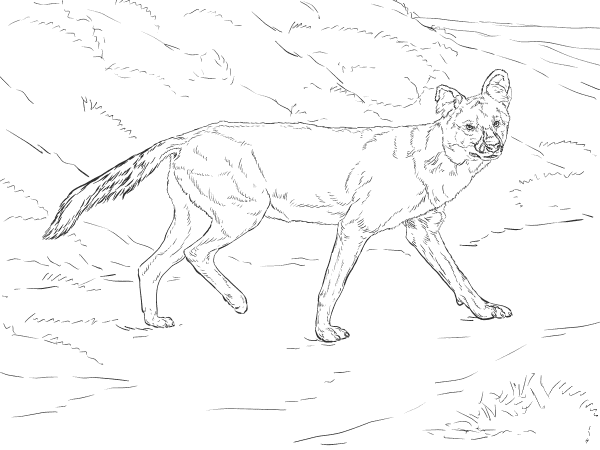 Dhole coloring page image