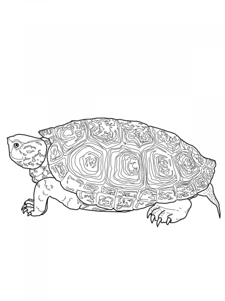 Diamondback Terrapin coloring page image