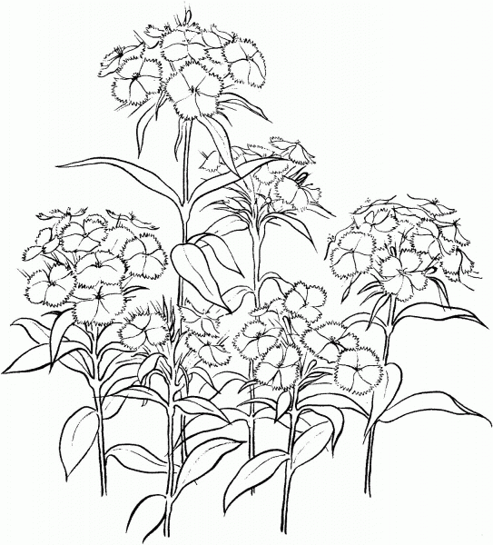 Dianthus 2 coloring page image