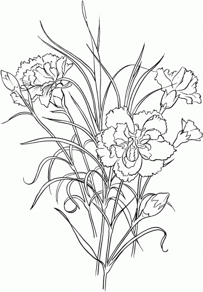 Dianthus Caryophyllus Clove Pink Carnation coloring page image