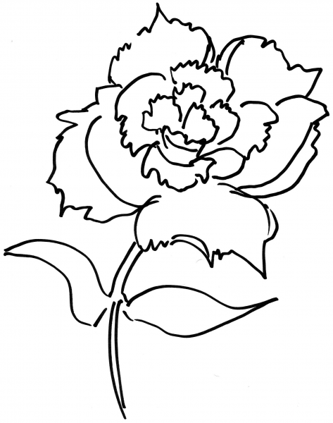 Dianthus Flower  coloring page image