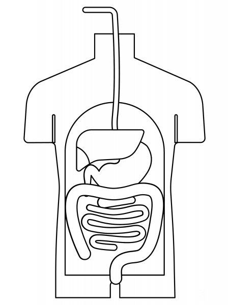 Digestive System coloring page image