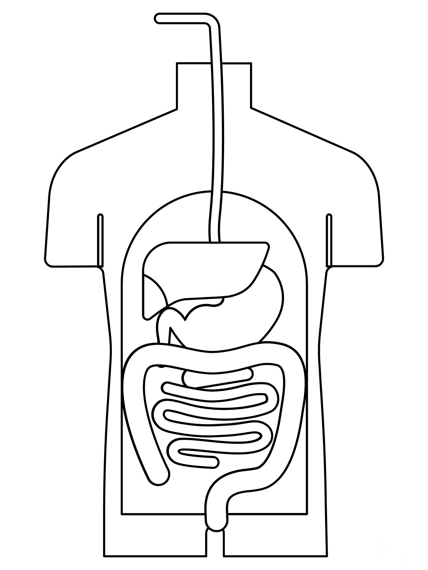 Digestive System Coloring Page ColouringPages
