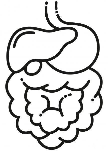 Digestive System coloring page image