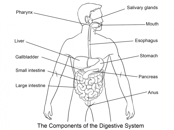 Digestive System coloring page image