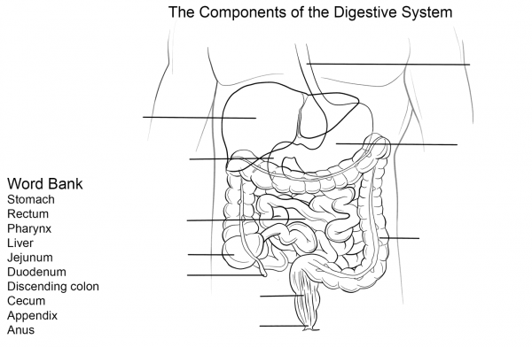 Digestive System Worksheet coloring page image