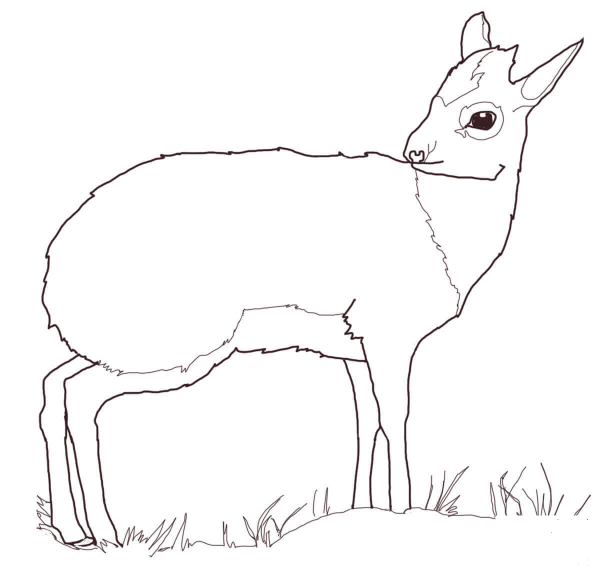 Dik Dik Antelope coloring page image