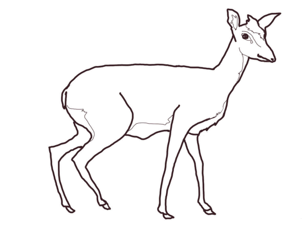 Dik Dik coloring page image