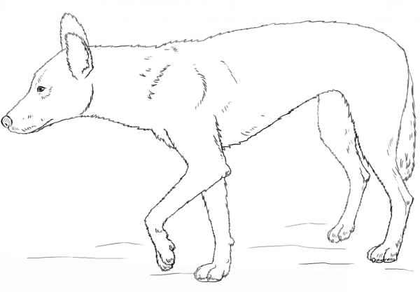 Dingo coloring page image