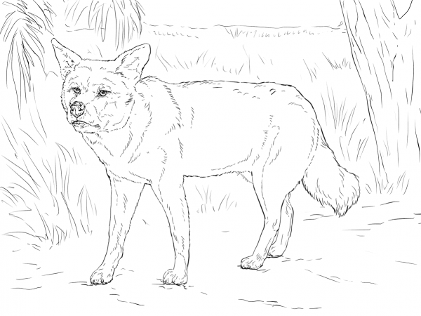 Dingo coloring page image
