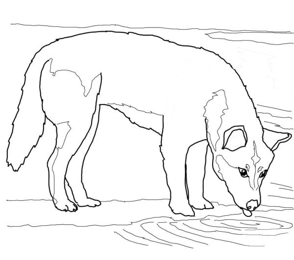 Dingo Drinks Water coloring page image