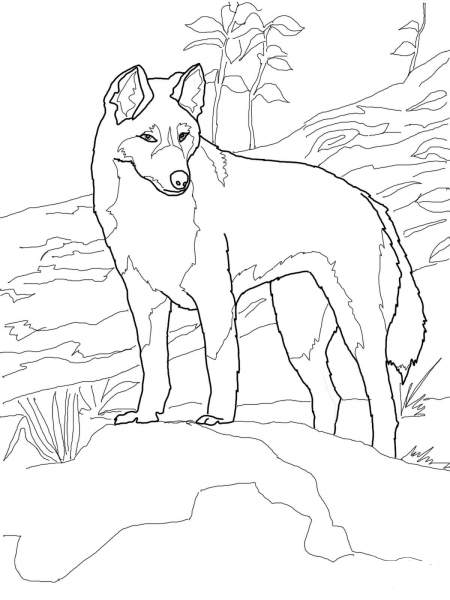 Dingo from Australia coloring page image