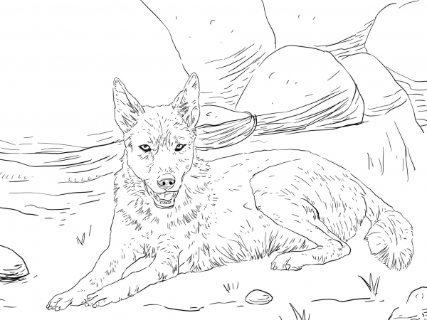 Dingo Lying on the Ground coloring page image