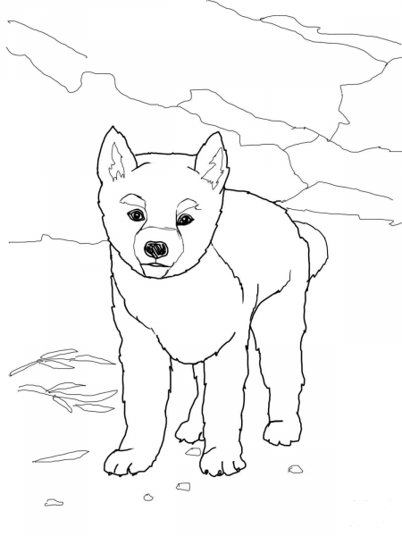 Dingo Puppy coloring page image