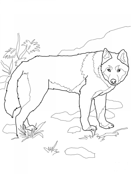 Dingo Wild Dog coloring page image