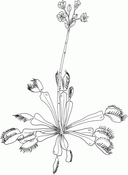 Dionaea Muscipula Venus Flytrap coloring page image