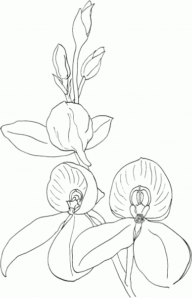 Disa Kewensis Orchid coloring page image
