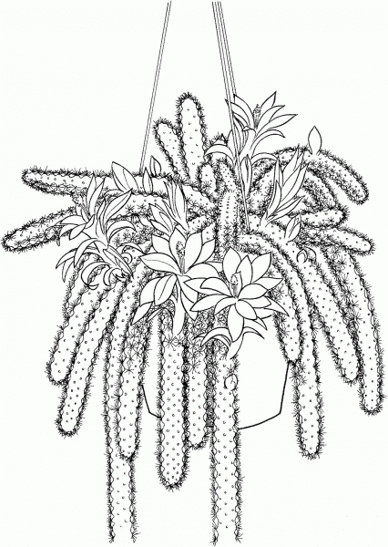 Disocactus Flagelliformis or Rattail Cactus coloring page image