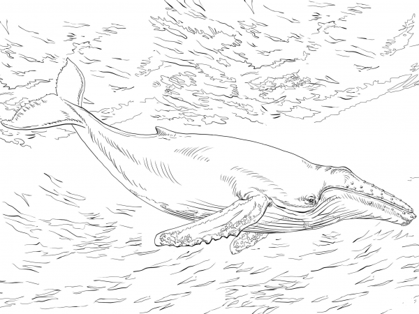 Diving Humpback Whale coloring page image