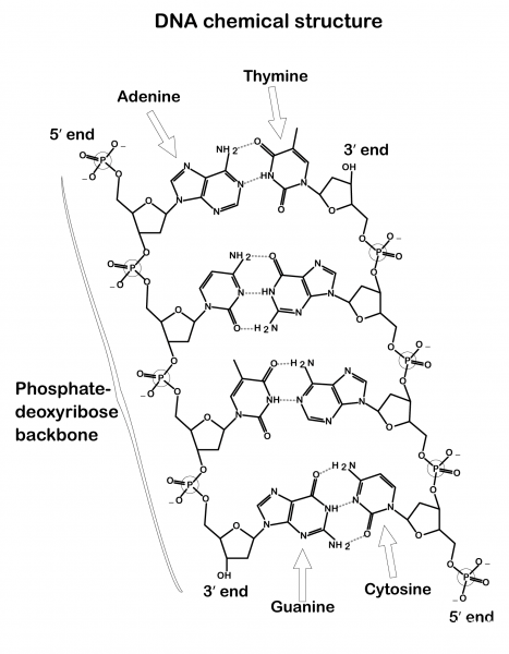 DNA Chemical Structure coloring page image