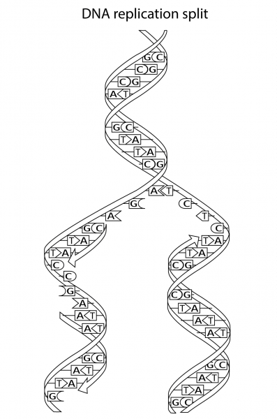 DNA Replication Split coloring page image