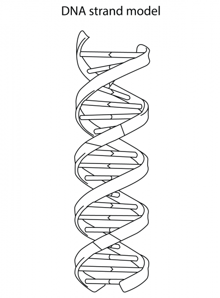 DNA Strand Model coloring page image