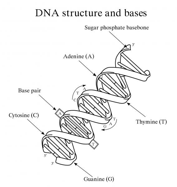 DNA Structure and Bases coloring page image