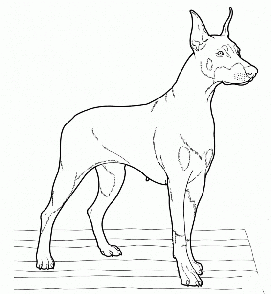 Doberman  coloring page image