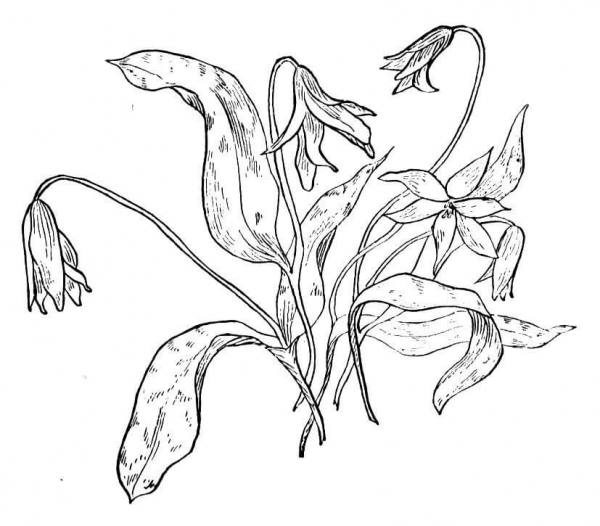 Dog’s Tooth Violet coloring page image