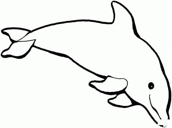 Dolphin 1 coloring page image