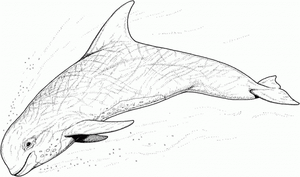 Dolphin 18 coloring page image