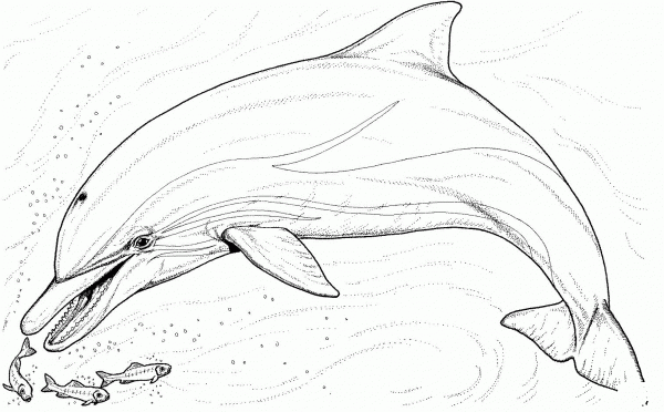 Dolphin And Several Little Fish coloring page image