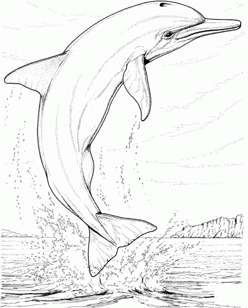 Dolphin Jump coloring page image