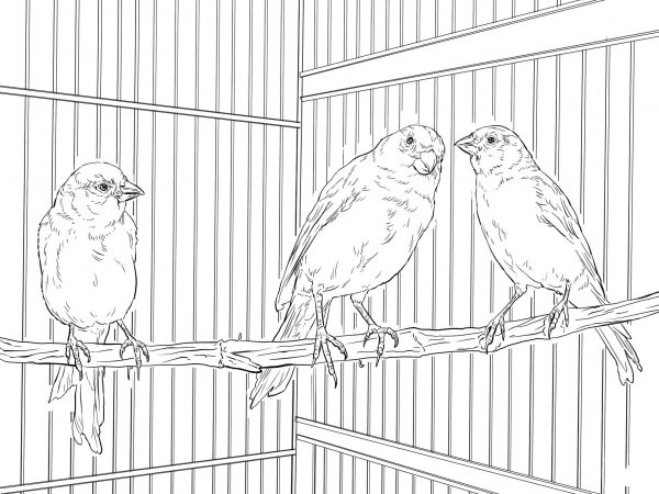 Domestic Canaries coloring page image