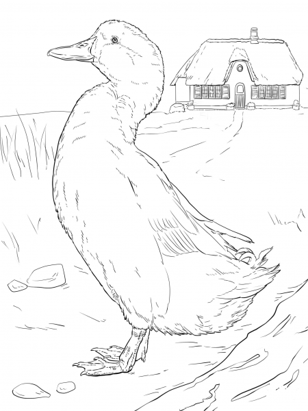 Domestic Duck coloring page image