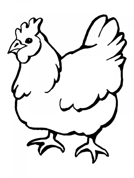 Domestic Hen Bird coloring page image