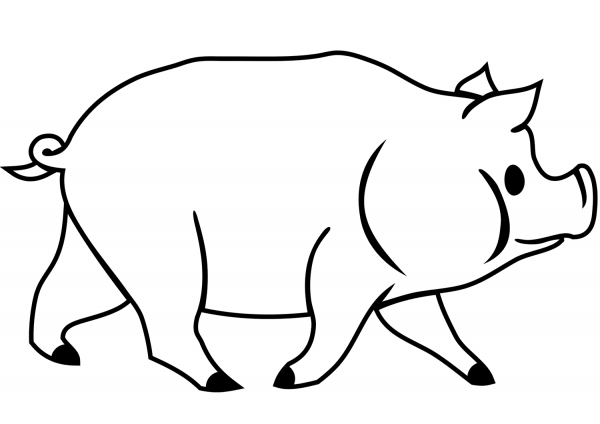 Domestic pig coloring page image