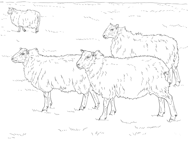 Domestic Sheeps coloring page image