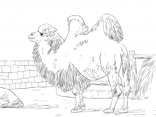 Domesticated Bactrian Camel coloring page image