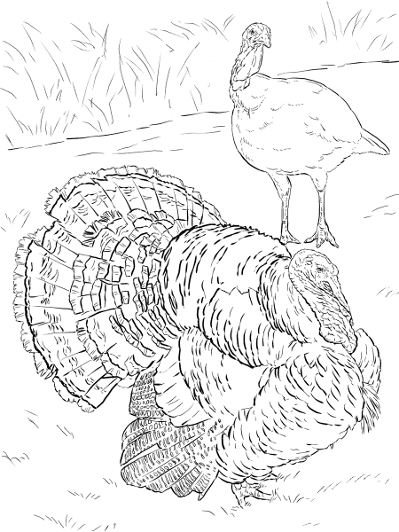 Domesticated Turkey Tom And Hen coloring page image