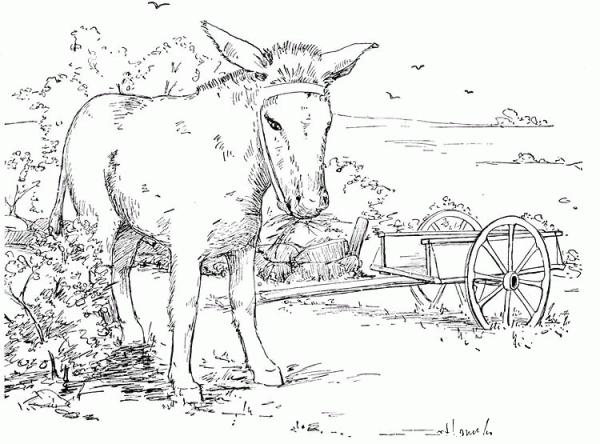 Donkey 13 coloring page image